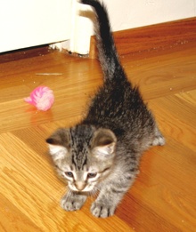 [another picture of Mindy, a Domestic Short Hair brown tabby\ cat] 