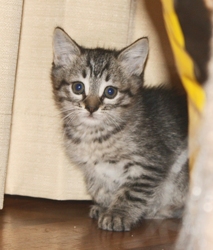 [picture of Mindy, a Domestic Short Hair brown tabby cat]