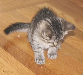 [picture of Mindy, a Domestic Short Hair brown tabby cat]