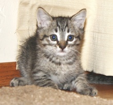 [picture of Mindy, a Domestic Short Hair brown tabby\ cat] 