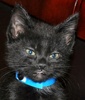 A picture of #NS03844: Lil Bear a Domestic Short Hair black