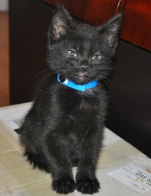 [another picture of Lil Bear, a Domestic Short Hair black\ cat] 