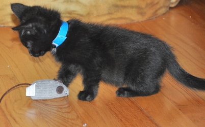 [picture of Lil Bear, a Domestic Short Hair black cat]