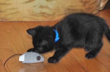 [picture of Lil Bear, a Domestic Short Hair black cat]