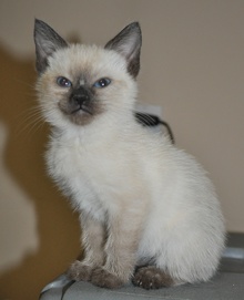 [another picture of Snickdoodle, a Siamese/Domestic Short Hair-x sealpoint\ cat] 