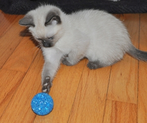 [picture of Snickdoodle, a Siamese/Domestic Short Hair-x sealpoint cat]