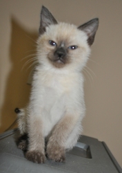 [picture of Snickdoodle, a Siamese/Domestic Short Hair-x sealpoint cat]