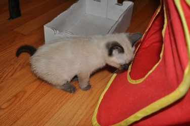 [picture of Snickdoodle, a Siamese/Domestic Short Hair-x sealpoint cat]