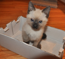 [picture of Snickdoodle, a Siamese/Domestic Short Hair-x sealpoint cat]