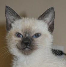 A picture of #NS03845: Snickdoodle a Siamese/Domestic Short Hair-x sealpoint