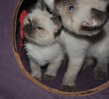 [another picture of Pinkerton, a Siamese/Domestic Short Hair-x sealpoint\ cat] 