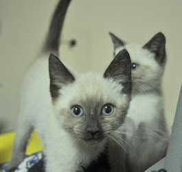 [picture of Pinkerton, a Siamese/Domestic Short Hair-x sealpoint cat]