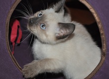 A picture of #NS03846: Pinkerton a Siamese/Domestic Short Hair-x sealpoint