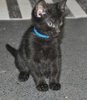 A picture of #NS03847: Mr. Pickles a Domestic Short Hair black
