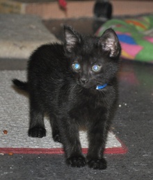 [another picture of Mr. Pickles, a Domestic Short Hair black\ cat] 