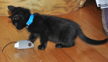 [picture of Mr. Pickles, a Domestic Short Hair black cat]