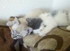 A picture of #NS03849: Sinatra a Siamese/Domestic Short Hair-x lynx point