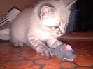 [another picture of Sinatra, a Siamese/Domestic Short Hair-x lynx point\ cat] 