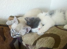 [picture of Sinatra, a Siamese/Domestic Short Hair-x lynx point\ cat] 
