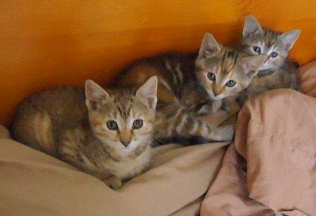 [another picture of Savannah, a Domestic Short Hair tortoiseshell tabby\ cat] 