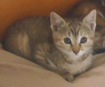 A picture of #NS03850: Savannah a Domestic Short Hair tortoiseshell tabby