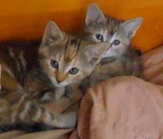 A picture of #NS03851: Daisy a Domestic Short Hair classic tortoiseshell