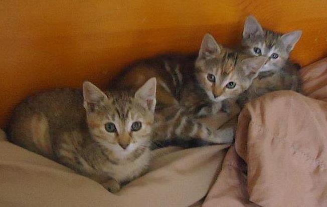 [another picture of Buttercup, a Domestic Short Hair classic tortoiseshell\ cat] 