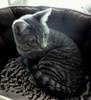 A picture of #NS03853: Kitty-zen a Domestic Short Hair gray tabby