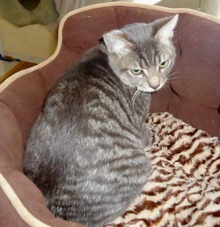 [another picture of Kitty-zen, a Domestic Short Hair gray tabby\ cat] 