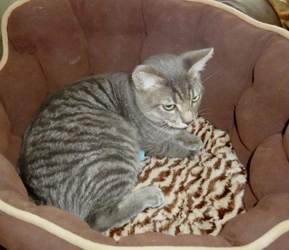 [picture of Kitty-zen, a Domestic Short Hair gray tabby cat]