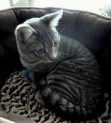 [picture of Kitty-zen, a Domestic Short Hair gray tabby\ cat] 