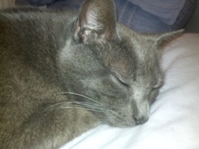 [another picture of Bunny Boy, a Manx-x gray\ cat] 