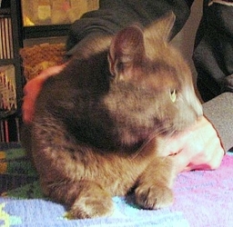 [picture of Bunny Boy, a Manx-x gray cat]