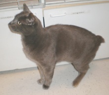 A picture of #NS03854: Bunny Boy a Manx-x gray