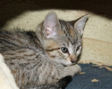 [another picture of Dee Dee, a Domestic Short Hair tortoiseshell tabby\ cat] 