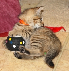 [picture of Dee Dee, a Domestic Short Hair tortoiseshell tabby cat]