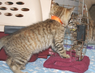 [picture of Dee Dee, a Domestic Short Hair tortoiseshell tabby cat]
