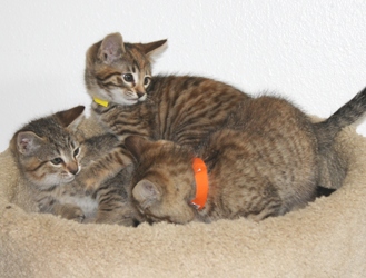 [picture of Dee Dee, a Domestic Short Hair tortoiseshell tabby cat]