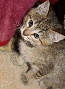 [picture of Dee Dee, a Domestic Short Hair tortoiseshell tabby\ cat] 