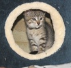 A picture of #NS03856: Daphne a Domestic Short Hair tortoiseshell tabby