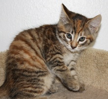 [another picture of Daphne, a Domestic Short Hair tortoiseshell tabby\ cat] 