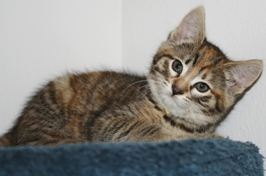[picture of Daphne, a Domestic Short Hair tortoiseshell tabby cat]