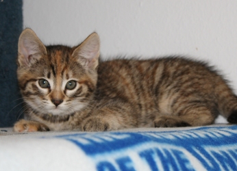 [picture of Daphne, a Domestic Short Hair tortoiseshell tabby cat]