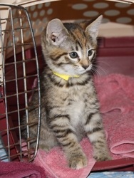 [picture of Daphne, a Domestic Short Hair tortoiseshell tabby cat]