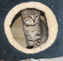 [picture of Daphne, a Domestic Short Hair tortoiseshell tabby\ cat] 