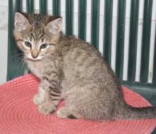 [another picture of Danny, a Domestic Short Hair brown tabby\ cat] 