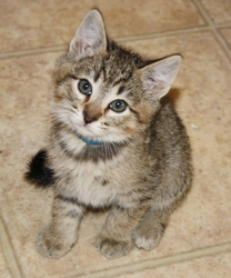 [picture of Danny, a Domestic Short Hair brown tabby cat]