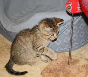 [picture of Danny, a Domestic Short Hair brown tabby cat]