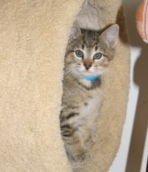 [picture of Danny, a Domestic Short Hair brown tabby cat]