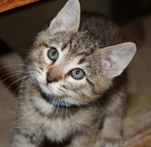 [picture of Danny, a Domestic Short Hair brown tabby\ cat] 
